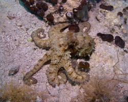 chobotnice pobřežní - Octopus vulgaris - common octopus