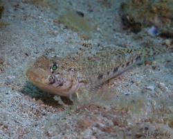 hlaváč Couchův - Gobius couchi - Couch's goby 