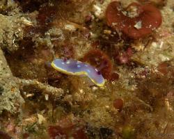 nahožábrý plž - Felimida luteorosea - dorid nudibranch 