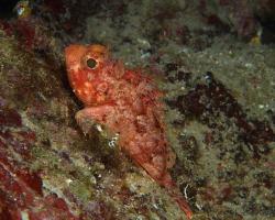 ropušnice malá - Scorpaena notata - Small red scorpionfish 