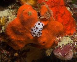 hvězdnatka leopardí - Peltodoris atromaculata - dorid nudibranch 