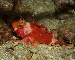 ropušnice malá - Scorpaena notata - Small red scorpionfish