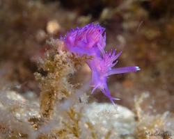 flabelína fialová - Flabellina affinis - aeolid nudibranch 