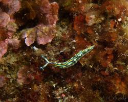 elysa proužkovaná - Thuridilla hopei - sacoglossan sea slug 