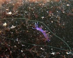 nahožábrý plž - Edmundsella pedata - aeolid nudibranch 