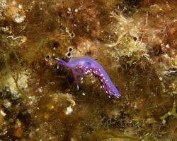 nahožábrý plž - Edmundsella pedata - aeolid nudibranch 