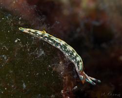 elysa proužkovaná - Thuridilla hopei - sacoglossan sea slug