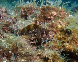 slizoun pruhovaný - Parablennius gattorugine - Tompot blenny 