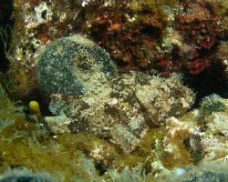 ropušnice skvrnitá - Scorpaena porcus - Black scorpionfish 