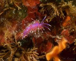 nahožábrý plž - Edmundsella pedata - aeolid nudibranch 