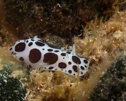 hvězdnatka leopardí - Peltodoris atromaculata - dorid nudibranch 