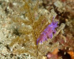 flabelína fialová - Flabellina affinis - aeolid nudibranch 