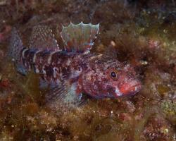 hlaváč krvavý - Gobius cruentatus - Red-mouthed goby 