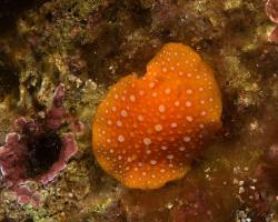 nahožábrý plž - Phyllidia flava - dorid nudibranch 