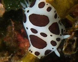 hvězdnatka leopardí - Peltodoris atromaculata - dorid nudibranch 