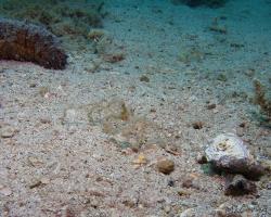 krab - Macropodia rostrata - Long-legged Spider Crab 