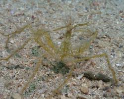 krab - Macropodia rostrata - Long-legged Spider Crab 