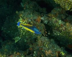 pyskoun kukaččí - Labrus mixtus - Cuckoo wrasse 