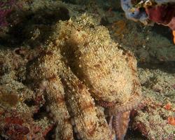 chobotnice pobřežní - Octopus vulgaris - common octopus 