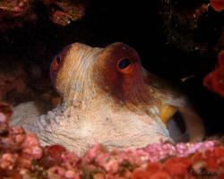 chobotnice pobřežní - Octopus vulgaris - common octopus 