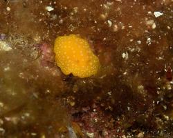 nahožábrý plž - Phyllidia flava - dorid nudibranch 