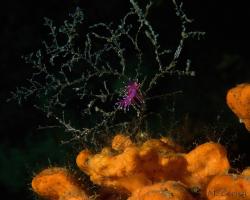 nahožábrý plž - Edmundsella pedata - aeolid nudibranch 