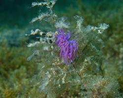 flabelína fialová - Flabellina affinis - aeolid nudibranch 