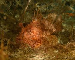 ropušnice obecná - Scorpaena scrofa - Red scorpionfish 