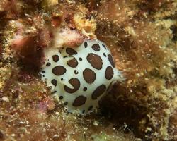 hvězdnatka leopardí - Peltodoris atromaculata - dorid nudibranch 