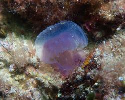 talířovka svítivá - Pelagia noctiluca - Purple-Striped Jellyfish 