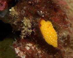 nahožábrý plž - Phyllidia flava - dorid nudibranch 