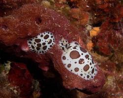 hvězdnatka leopardí - Peltodoris atromaculata - dorid nudibranch 