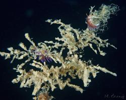 facelína putující - Cratena peregrina - pilgrim hervia 