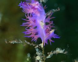 flabelína fialová - Flabellina affinis - aeolid nudibranch 