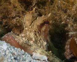 chobotnice pobřežní - Octopus vulgaris - common octopus 