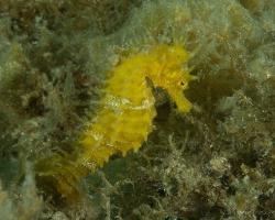 koníček mořský - Hippocampus guttulatus - long-snouted seahorse 