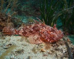 ropušnice obecná - Scorpaena scrofa - Red scorpionfish 