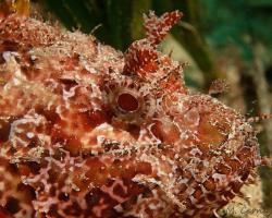 ropušnice obecná - Scorpaena scrofa - Red scorpionfish 