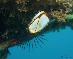 vilejš husí - Lepas anserifera - Goose barnacle