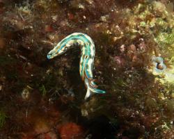 elysa proužkovaná - Thuridilla hopei - sacoglossan sea slug 