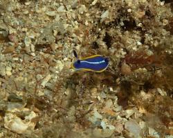 hvězdnatka trojbarvá - Felimare tricolor - dorid nudibranch 