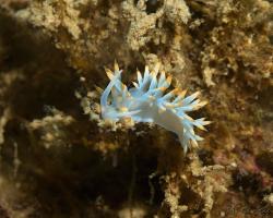 nahožábrý plž - Luisella babai - aeolid nudibranch 