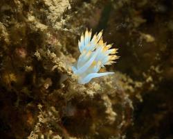 nahožábrý plž - Luisella babai - aeolid nudibranch 