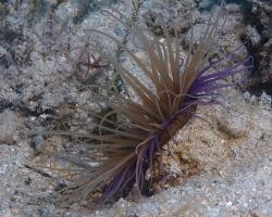 červnatec sasankový - Cerianthus membranaceus - Tube-dwelling Anemone 