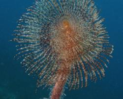 rournatec paví - Sabella pavonina - Paeacock worm