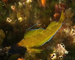 tříploutvec Delaisův	 - Tripterygion delaisi - Black-faced blenny 