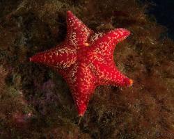 hvězdice - Porania pulvillus - Red Cushion Star 