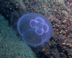 talířovka ušatá - Aurelia aurita - moon jellyfish 
