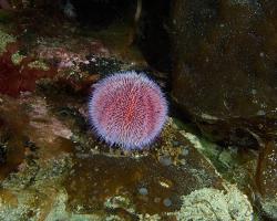 ježovka velká - Echinus esculentus - common sea urchin 