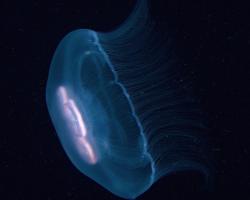 talířovka ušatá - Aurelia aurita - moon jellyfish 
